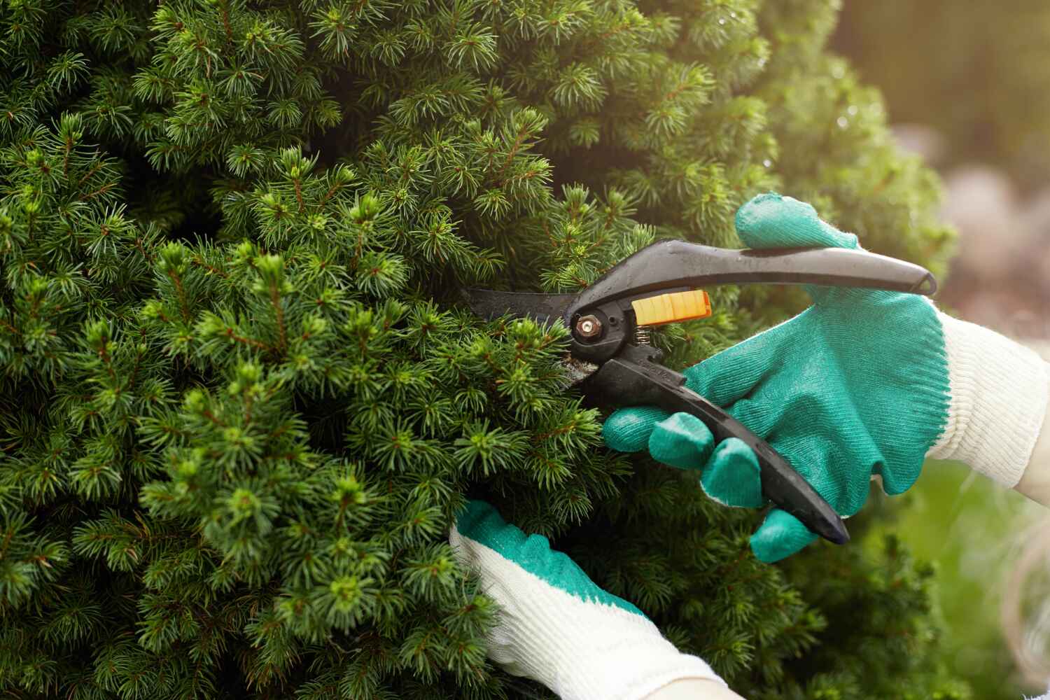 Best Tree Removal Contractors  in USA